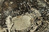 Stromatolite Covered Petrified Wood Limb - Wyoming #261958-2
